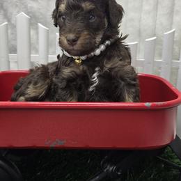 Bella - Phantom male Bernedoodle puppy in Boaz, Alabama from Lovin' Doodles