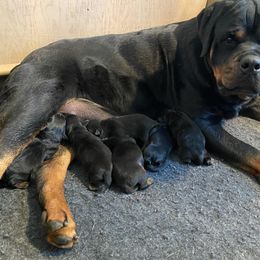 Rottweiler Puppies from Mid Penn Rottweilers
