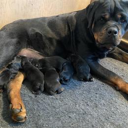 Rottweiler Puppies from Mid Penn Rottweilers