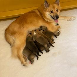 Icelandic Sheepdog Puppies from Paula Sanderson's Icelandic Sheepdogs