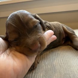 Holly - Chocolate and tan female Dachshund puppy in Delta, Utah from Dix n’ Dot Dachshunds