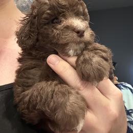 SOLD - Brown male Poodle puppy in Quincy, Florida from Always Best Kennels, Inc