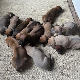 Girl 5 - Rd whtn blk nose female Rhodesian Ridgeback puppy in Greenville, Ohio from Masai's Pride Rhodesian Ridgbacks