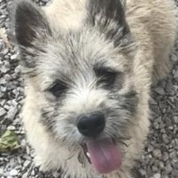Border Collie, Boston Terrier, and Cairn Terrier All Grown Up from Stoneridge kennel
