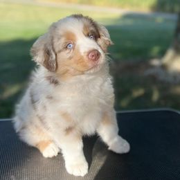 Miniature American Shepherds from Maple Lane Miniature American Shepherd