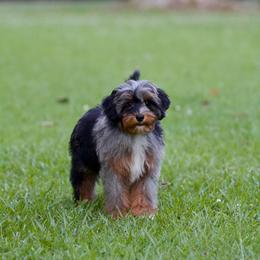 Mambo - Merle male Bernedoodle puppy in Denham Springs, Louisiana from GimiPup Doodles