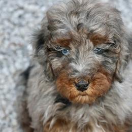 Bernedoodle and Cavapoo Puppies from Lawler’s Legacy Litters