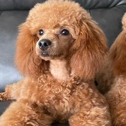 Poodles from Michigan Mini & Toy Red Poodles