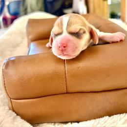 Cheesecake - Tan and white female Beagle puppy in Judsonia, Arkansas from Mayberry Acres Beagles and Basset Hounds