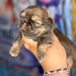 CKC Hershey - Chocolate and tan male Shih Tzu puppy in Roseville, Michigan from Diamond Paws LLC