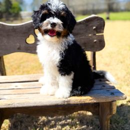 Bernedoodle Puppies from Furry Tail Doodles