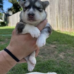 Siberian Husky Puppies from Fly Siberian
