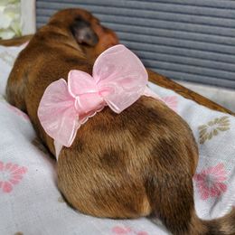 Dachshund Puppies from Heart 2 Heart Puppies