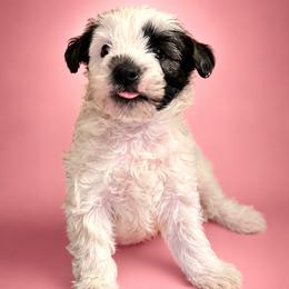 Honey Lemon - Sable female Chinese Crested puppy in Destin, Florida from Fairy Tale Cresteds