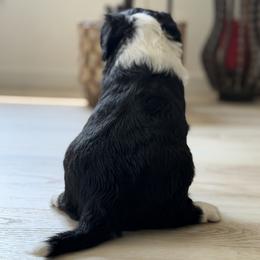 Boy 2 - White and black male Bordoodle puppy in Shelton, Washington from Prophecy Kennels