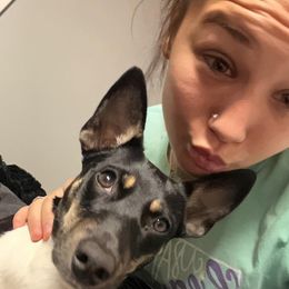 emma - Rat Terrier