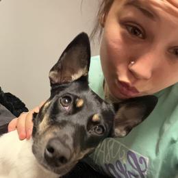 emma - Rat Terrier