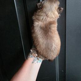 Porthos - Liver male Shih Tzu puppy in Lancaster, Ohio from Wandering Tzu