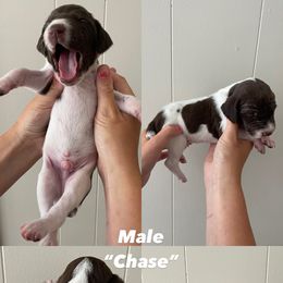 German Shorthaired Pointer Puppies from Lusk Puppies