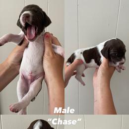 German Shorthaired Pointer Puppies from Lusk Puppies