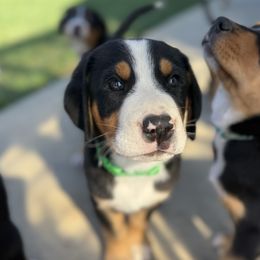 Green boy - Black, white and red male Greater Swiss Mountain Dog puppy in Woodland, Washington from Woodland Swissie’s