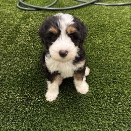 Primo - Bernedoodle