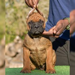 Girl 2 - Fawn female Cane Corso puppy in Willis, Texas from Royal Guardian Cane Corso