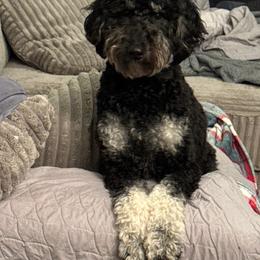 Goldendoodle puppies from Route 66 Poodles & Doodles, Sapphire Shih-tzu's of Ohio
