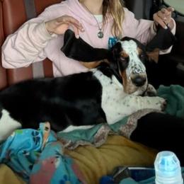 Basset Hound and Beagle Puppies from Mack's Creek Basset Hounds