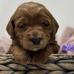 Purple Female - Apricot female Goldendoodle puppy in Great Falls, Montana from Montana Goldendoodles