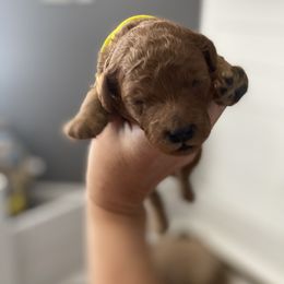 Goldendoodle Puppies from Bo doodles