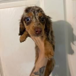 Columbina - Dapple female Dachshund puppy in Conroe, Texas from Dots Dachshunds