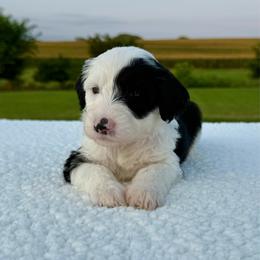 Cotton Candy - Black and white female Sheepadoodle puppy in Adams, Nebraska from Boxcar Doodles and Poodles