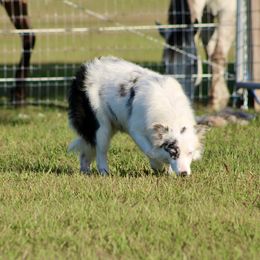 American Corgi, Border Collie, and Pembroke Welsh Corgi Puppies from Cowtown Corgis & Border Collies