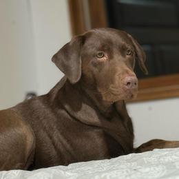 Esther - Labrador Retriever
