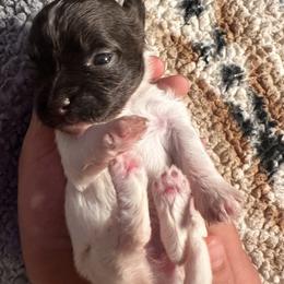 Girl 4 - Chocolate female Havanese puppy in Arizona from HavaDoggie