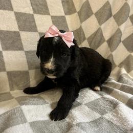 Elizabeth - Black and white female Bernedoodle puppy in Holden, Missouri from Mid-West Bernedoodles
