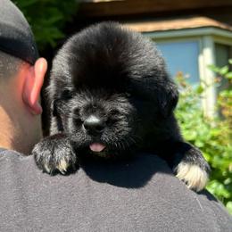 Yellow - Black female Newfoundland puppy in New York from Johnson Farms