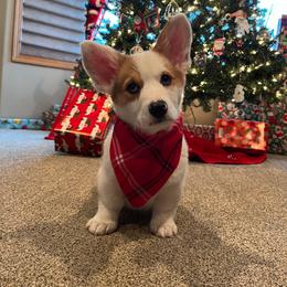 American Corgi and Pembroke Welsh Corgi Puppies from Beebe’s Corgis