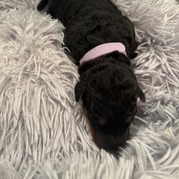 Lilac - Black and tan female Airedale Terrier puppy in Huntersville, North Carolina from Cool Hand Luke Kennels