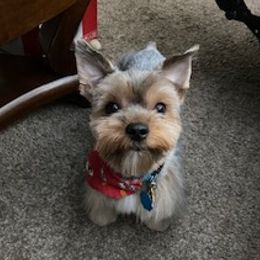 Rocky - Yorkshire Terrier