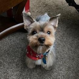 Rocky - Yorkshire Terrier