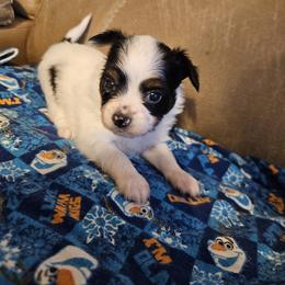 Bolt - White black and tan male Papillon puppy in Fulton, Missouri from Papillon Love