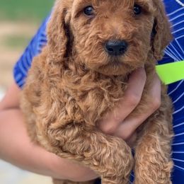 Goldendoodle Puppies from Idyllic Doodles