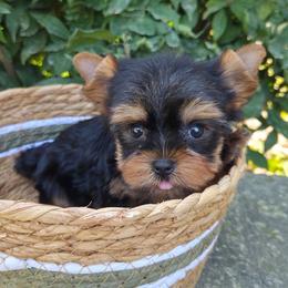 Richy Rich TEACUP - Blue and gold male Yorkshire Terrier puppy in Monticello, Iowa from Ashley’s Puppies