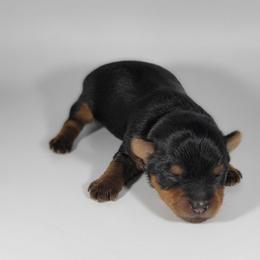 Green collar boy - Black and tan male Yorkshire Terrier puppy in Jacksonville, Florida from Yorkieology