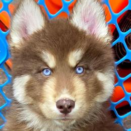 Harley - Brown and white male Siberian Husky puppy in East Tawas, Michigan from BurnsBerg's Woolies