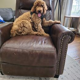Ruby - Goldendoodle
