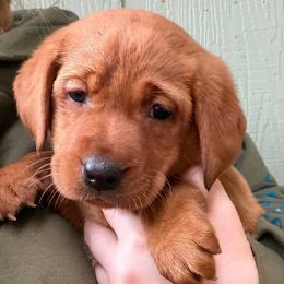 Prancer - Yellow female Labrador Retriever puppy in Grants Pass, Oregon from KnR Antler Dogs