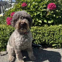 Bubbles - Lagotto Romagnolo